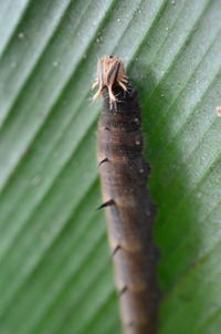 Close-up of insect on leaf