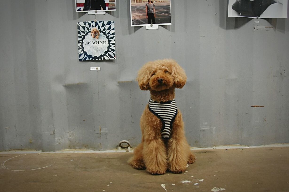 full length, standing, indoors, rear view, casual clothing, dog, animal themes, wall - building feature, animal representation, domestic animals, childhood, one animal, sitting, pets, front view, day, side view, built structure