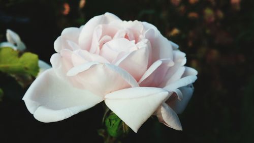 Close-up of white rose