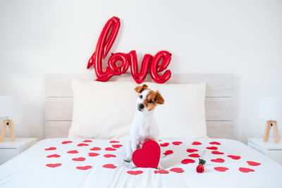 Cute jack russell dog at home red love shape balloon, roses and hearts, romance valentines concept
