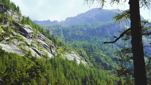 Panoramic view of pine trees and mountains against sky