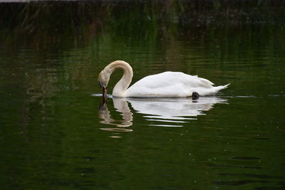 Swan floating in a lake