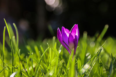 Close-up of purple crocus flowers on field