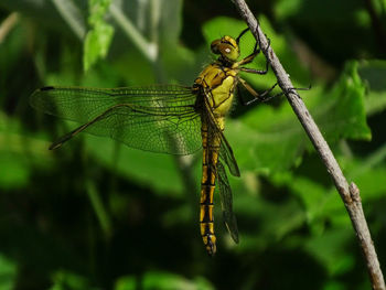 Close-up of dragonfly on plant