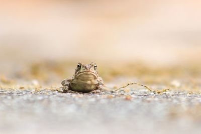 Close-up portrait of frog on field