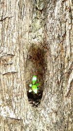 Plant growing on tree trunk