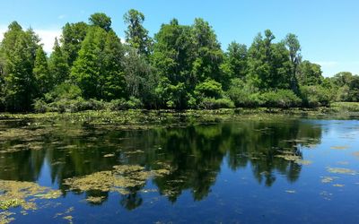 Reflection of trees in water