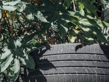 Close-up of plants growing in field