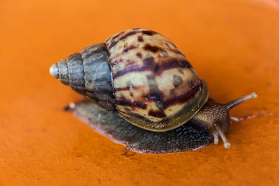 Close-up of snail