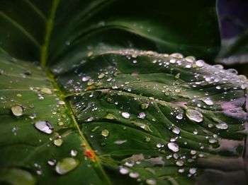 Close-up of wet plant leaves during rainy season