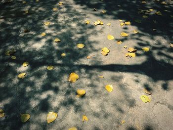 High angle view of yellow flowers floating on water