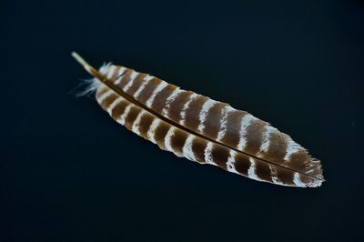 Close-up view of black background