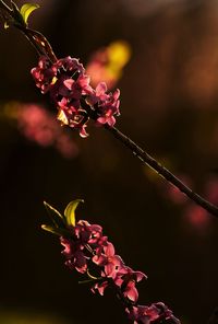 Close-up of pink flowers