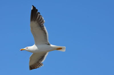 Low angle view of seagull flying against clear blue sky