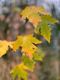 Close-up of yellow maple leaves during autumn