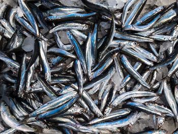 Full frame shot of snake