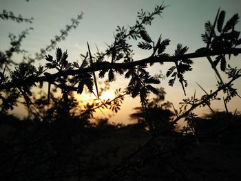 Low angle view of silhouette trees against sky at sunset