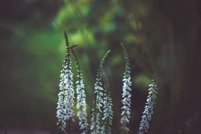 Close-up of flowering plant