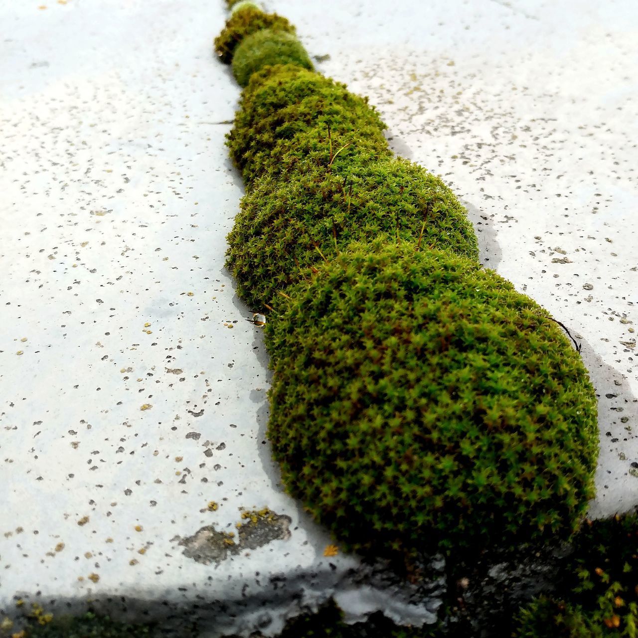 HIGH ANGLE VIEW OF MOSS COVERED TREE