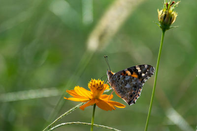 Close-up of butterfly pollinating on yellow flower