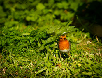 Close-up of bird perching on grass
