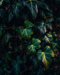 High angle view of plant growing in forest