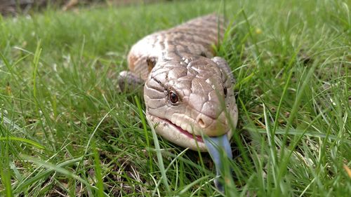 Close-up of turtle on field