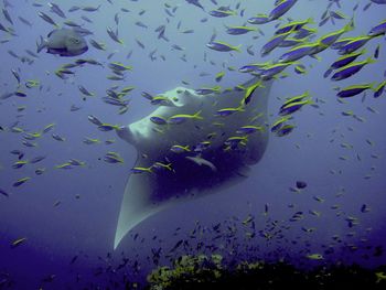 Fish swimming in sea