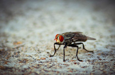 Close-up of insect