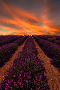 Scenic view of field against sky during sunset