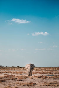 Wild elephant walking in savanna