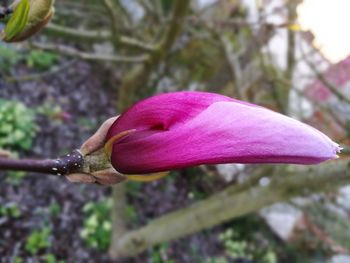 Close-up of pink flower growing on tree