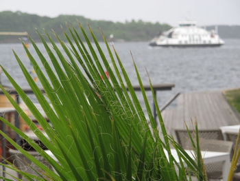 Close-up of grass by sea