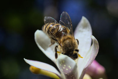 Close-up of bee pollinating on flower