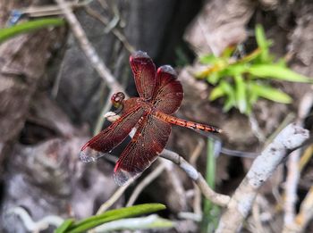 Close-up of insect on plant