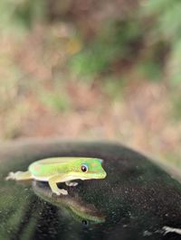 Close-up of lizard