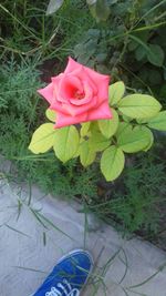 High angle view of pink flower blooming outdoors