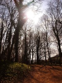 Bare trees in forest