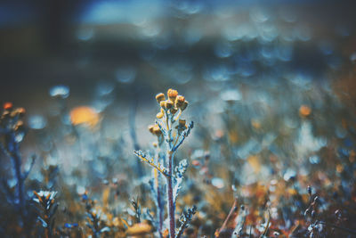 Close-up of wilted plant on field during winter