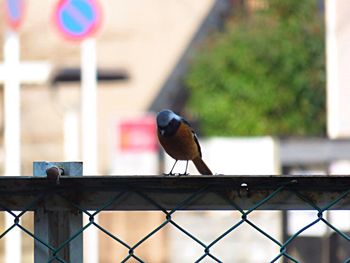 Bird perching on tree