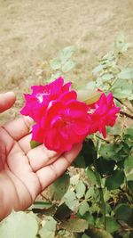 Close-up of hand holding pink flower