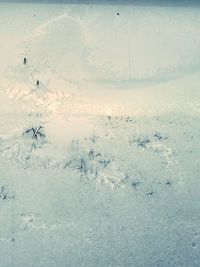 Close-up of snow on plant