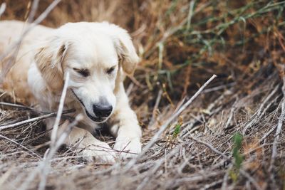 Portrait of dog on field