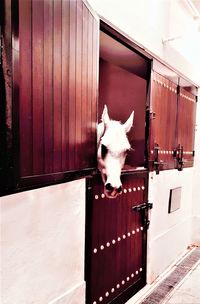 Portrait of dog in stable