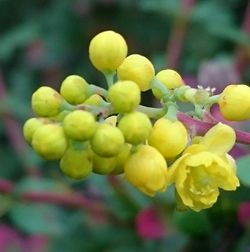 Close-up of yellow flower
