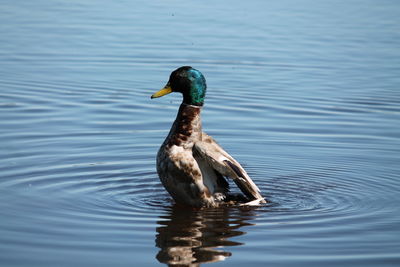 Birds in calm water