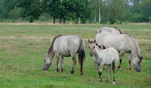 Horses in a field