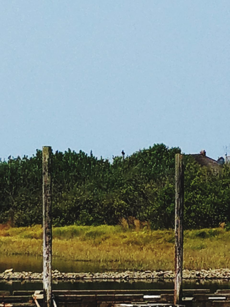 CLOSE-UP OF BIRDS IN FARM AGAINST CLEAR SKY