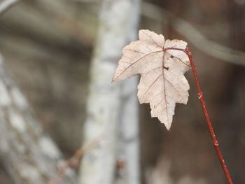 Close-up of dry maple leaves on tree