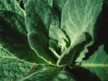 Close-up of lizard on plant